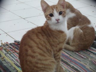 Haitham Bild von Haitham