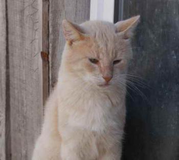Pom Bild von Pom