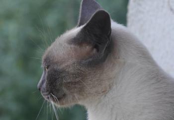 Bild von Isra