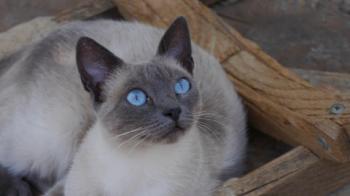 Bild von Isra