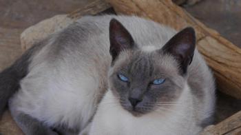 Bild von Isra