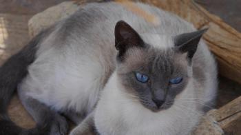 Bild von Isra