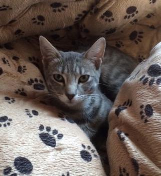 Bild von Sookie
