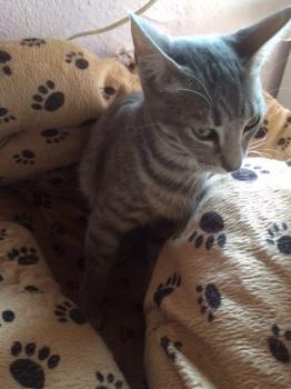 Bild von Sookie