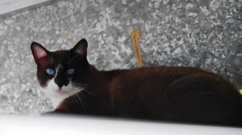 Sanouk Bild von Sanouk