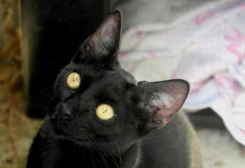 Kokou Bild von Kokou