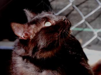 Jasira Bild von Jasira
