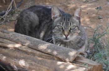 Tigger Bild von Tigger