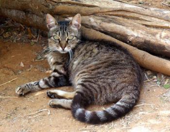 Tigger Bild von Tigger