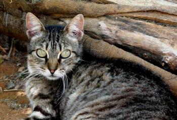 Tigger Bild von Tigger