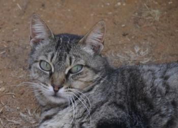 Tigger Bild von Tigger