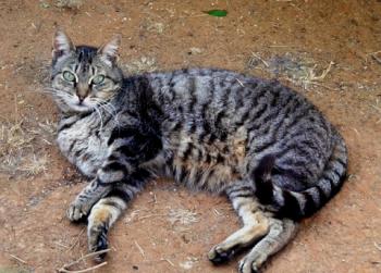 Tigger Bild von Tigger