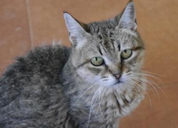 Bild von Patita