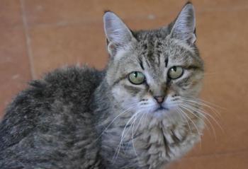 Bild von Patita