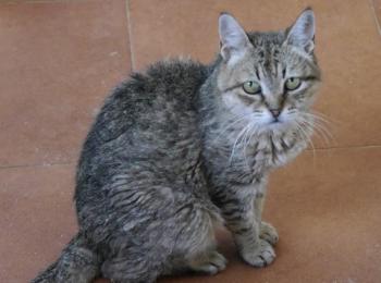 Bild von Patita