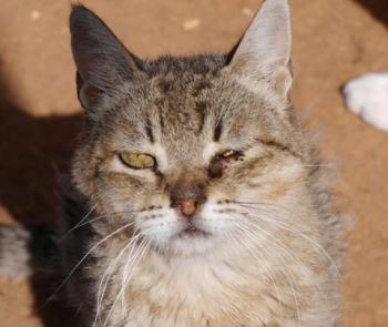 Bild von Patita