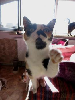 Mazurca Bild von Mazurca