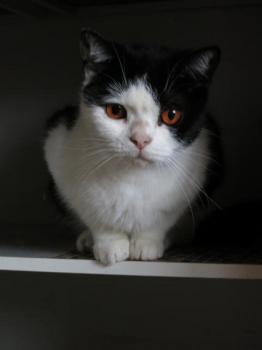 Suleika Bild von Suleika