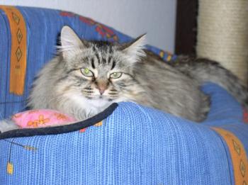 Brezo Bild von Brezo