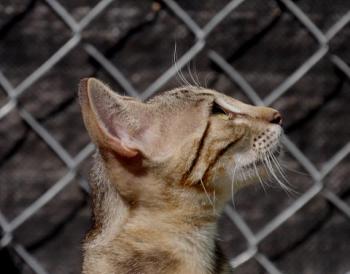 Minou Bild von Minou