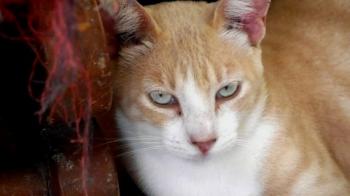 Bastiane Bild von Bastiane