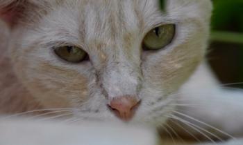 Bild von Shira
