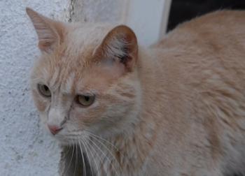 Bild von Shira
