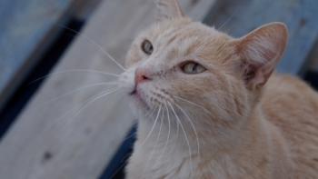Bild von Shira