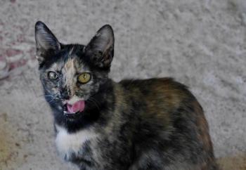Pepita Bild von Pepita