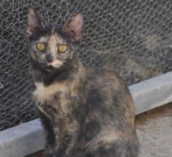 Pepita Bild von Pepita