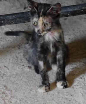 Pepita Bild von Pepita