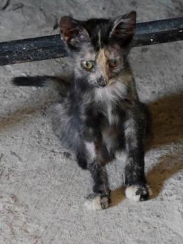 Pepita Bild von Pepita