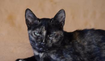 Niara Bild von Niara