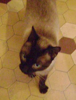 Samael Bild von Samael