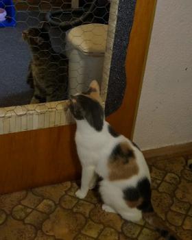 Narru Bild von Narru
