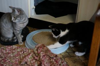 Bild von Sookie