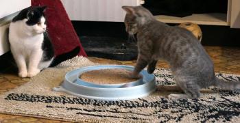 Bild von Sookie