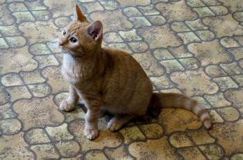 Bild von Orange
