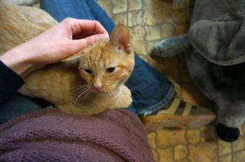 Bild von Orange