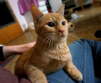 Bild von Orange