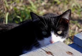 Pepa Bild von Pepa