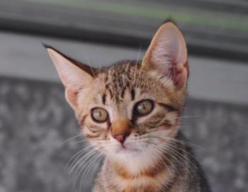 Pichou Bild von Pichou