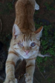 Bild von Kisho