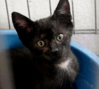 Bobo Bild von Bobo
