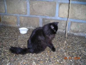 Xena Bild von Xena