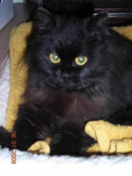 Xena Bild von Xena