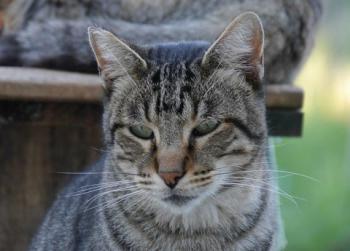 Joschi Bild von Joschi