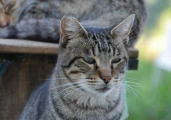 Joschi Bild von Joschi