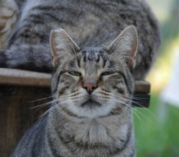 Joschi Bild von Joschi