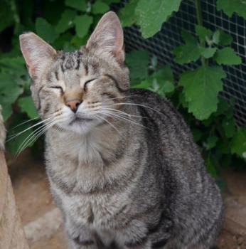 Joschi Bild von Joschi